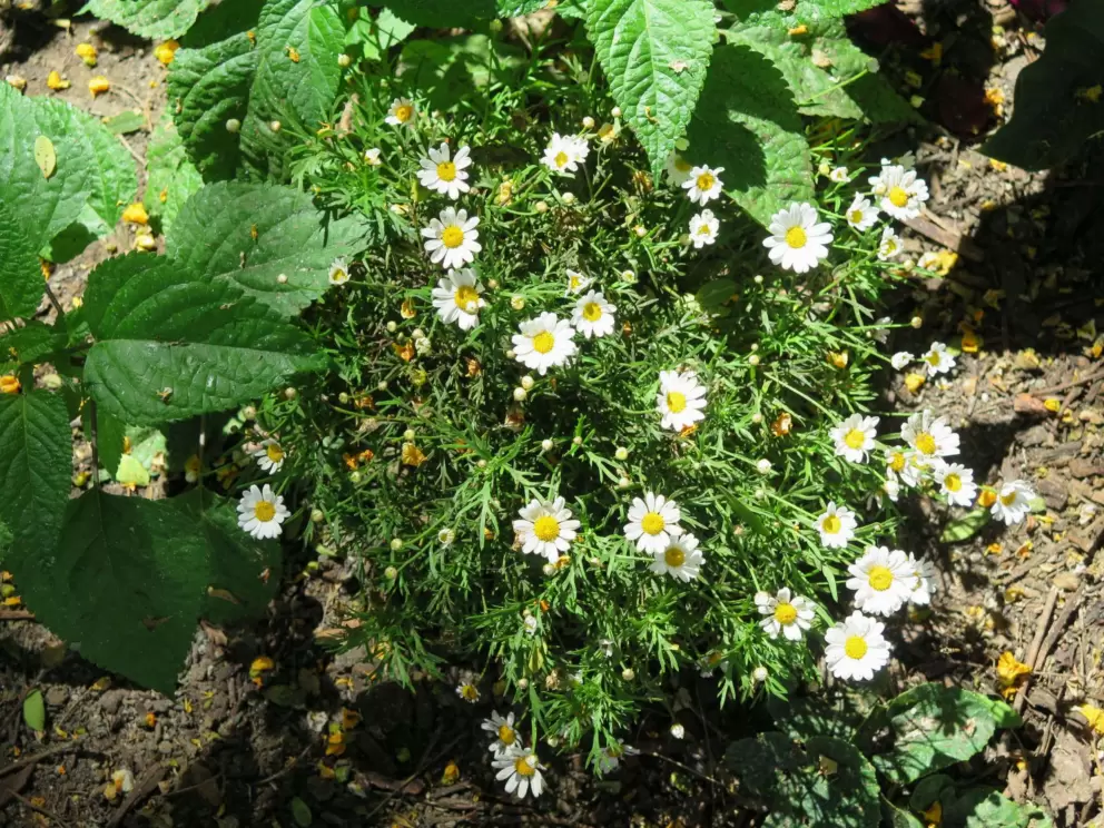 White daisies in a garden.