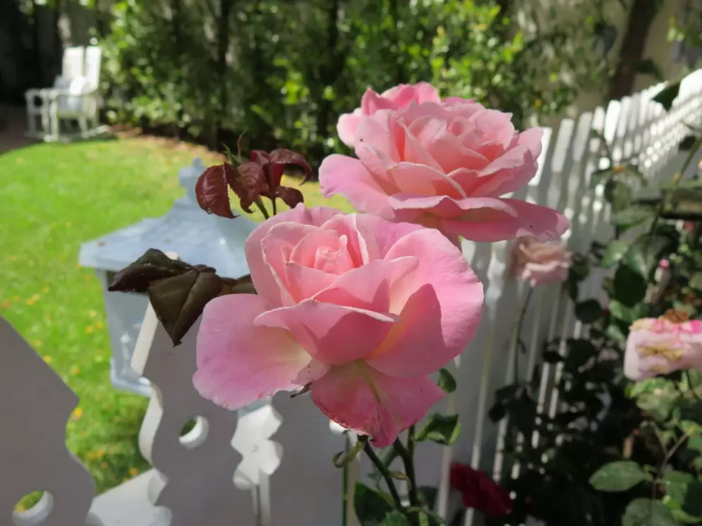 Pink roses!
