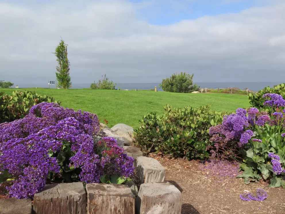 Purple flowers by the sea.