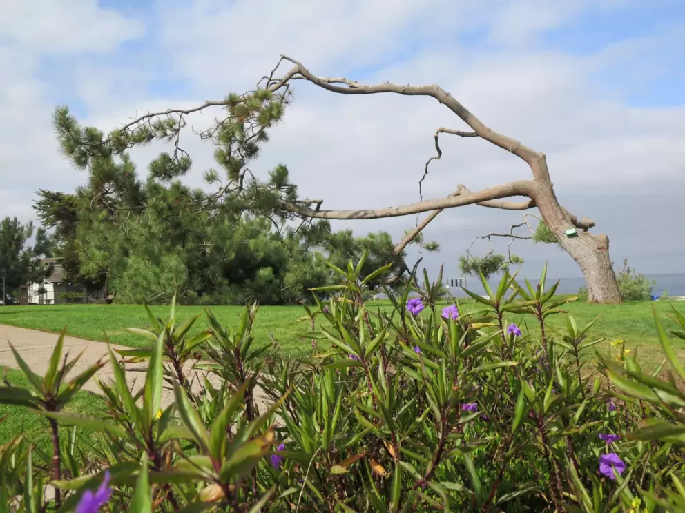 Windblown tree and purple flowers.