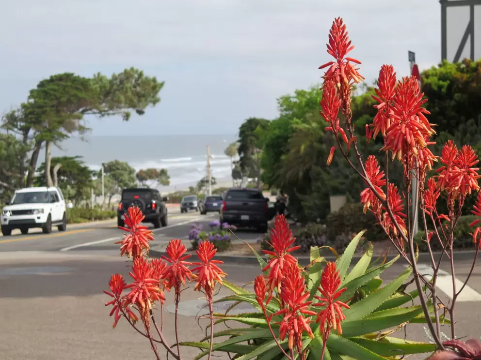 Red flowers and the view down to the beach.