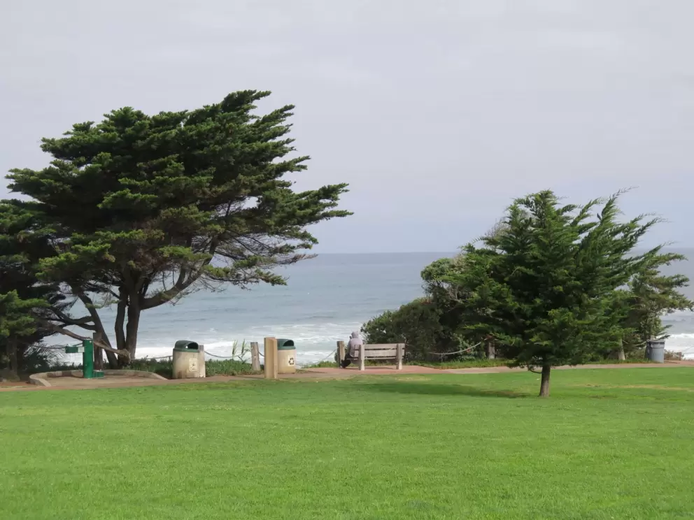 Cypress trees on the cliff over the sea.