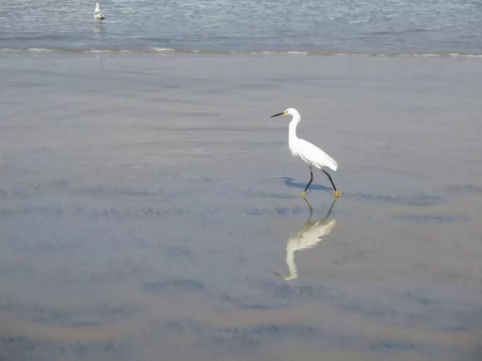 Bird and shadow.