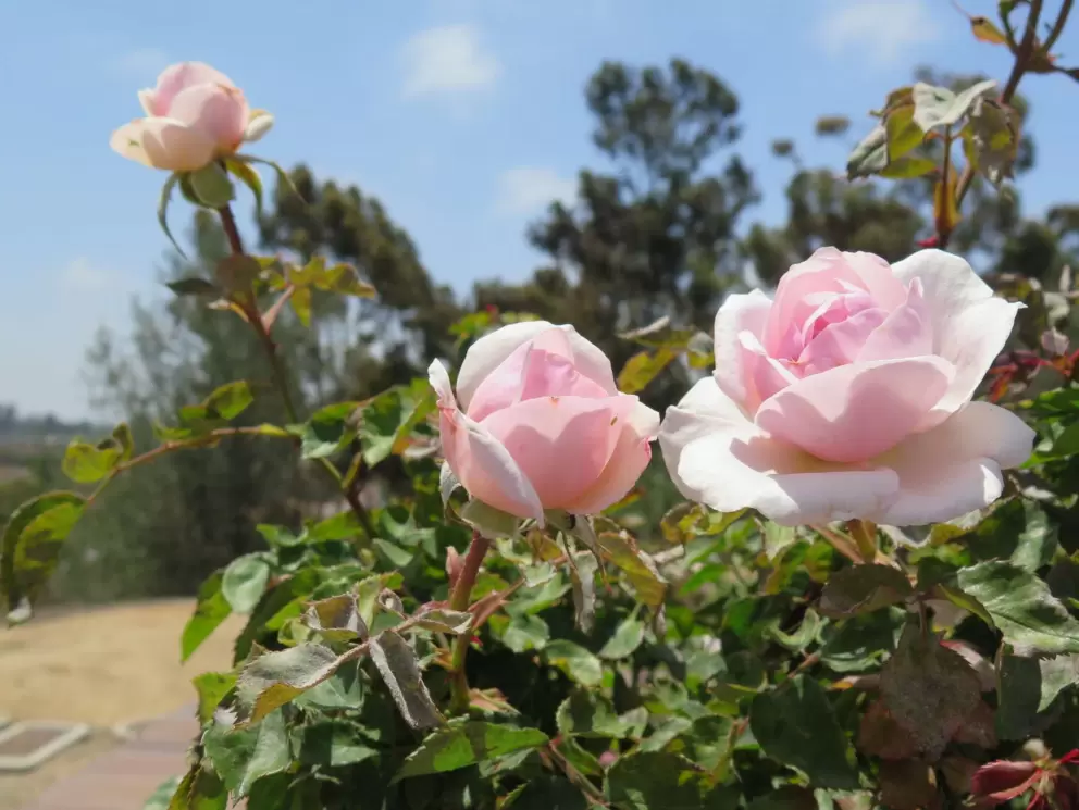 Pink roses in the sun.