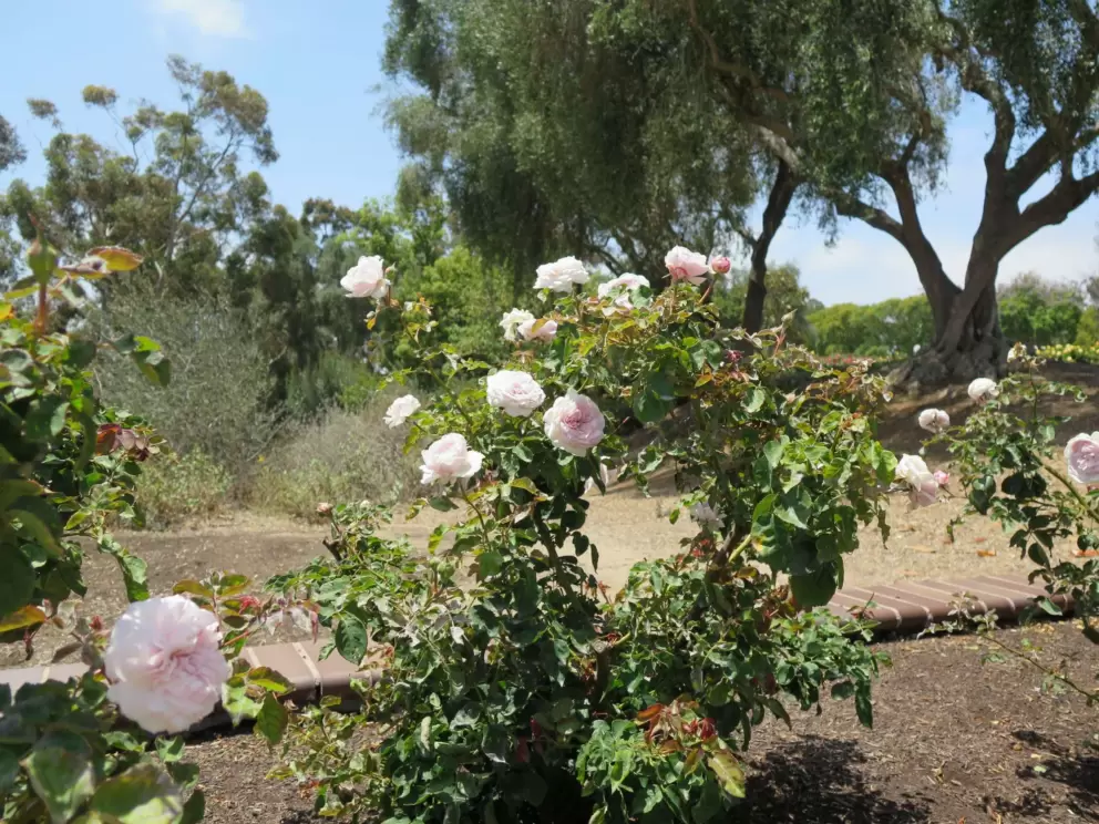 Pink roses and willow tree in the distance.