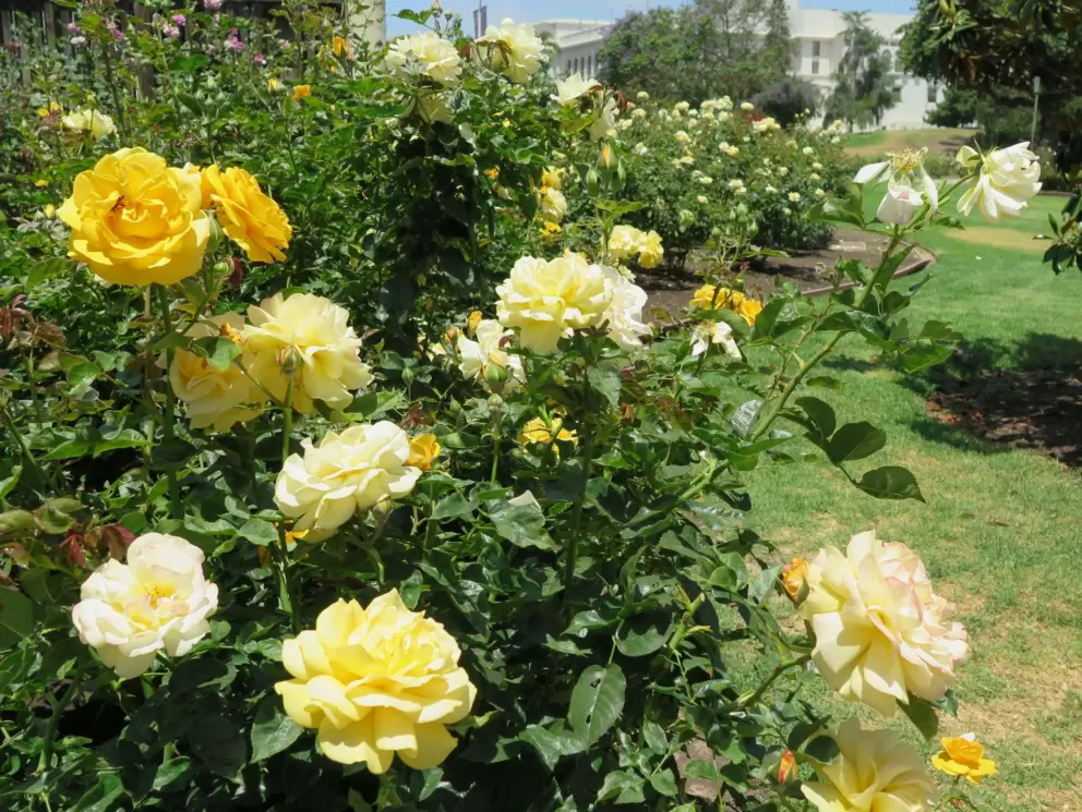 Dark yellow and pale yellow roses.