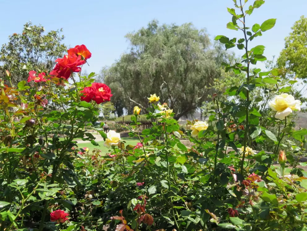 Red roses and yellow roses with large trees in the distance.