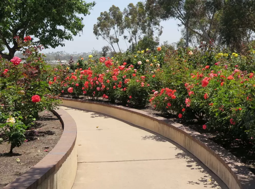 Walkway through the roses. Delight!