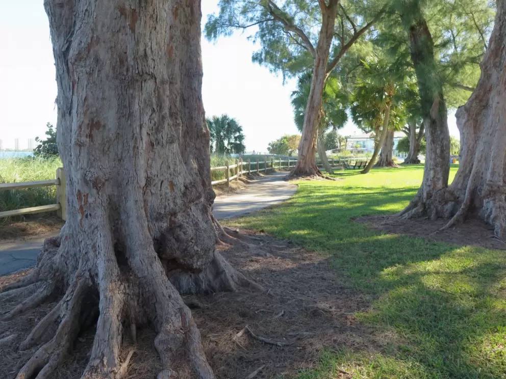 Ironwood trees by the path.