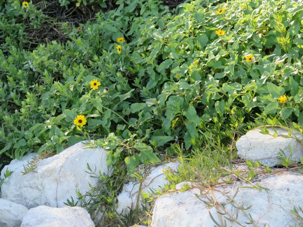 Beach sunflowers and boulders.