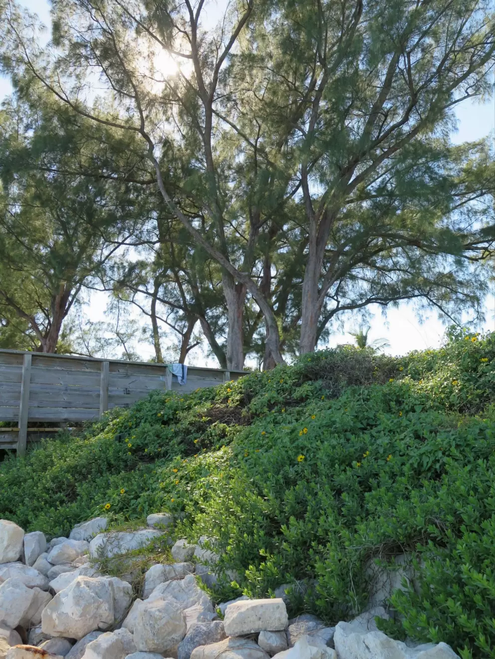 Boulders, beach sunflowers, and ironwood trees.