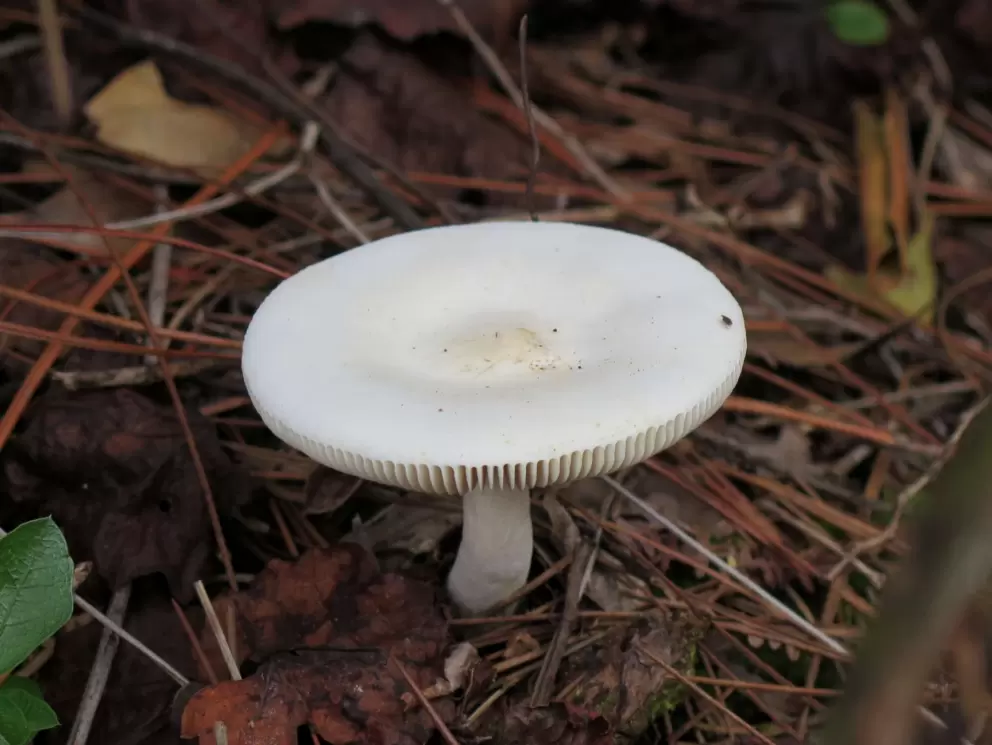 A perfect mushroom- nature is amazing!