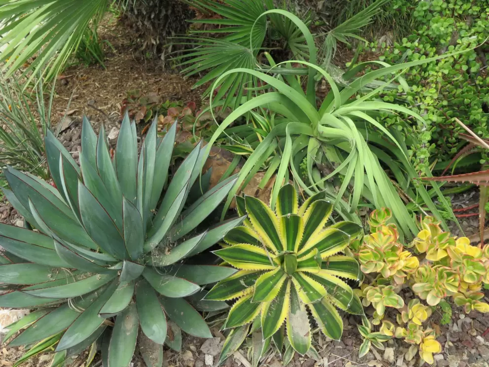 Cactus garden at a beach house.