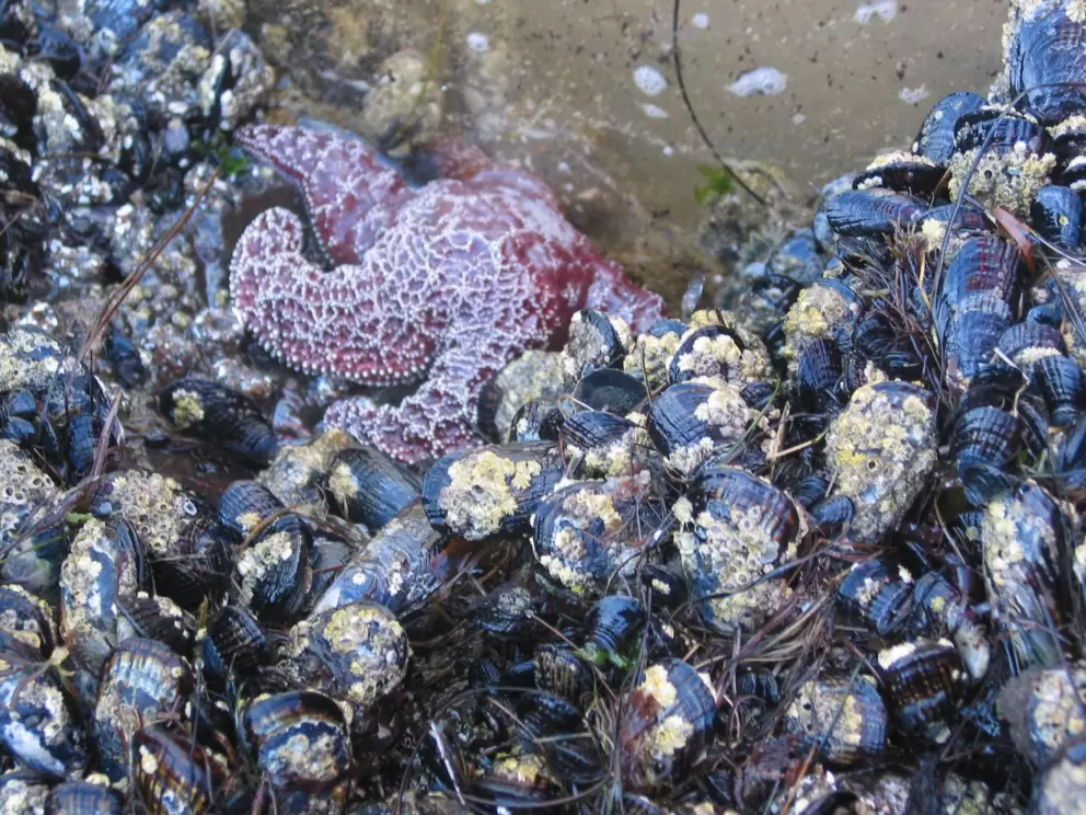 It's fun to explore the tidepools at low tide.