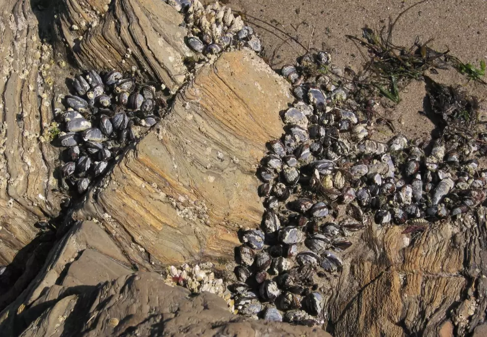 Beautiful patterns await in the tidepools.
