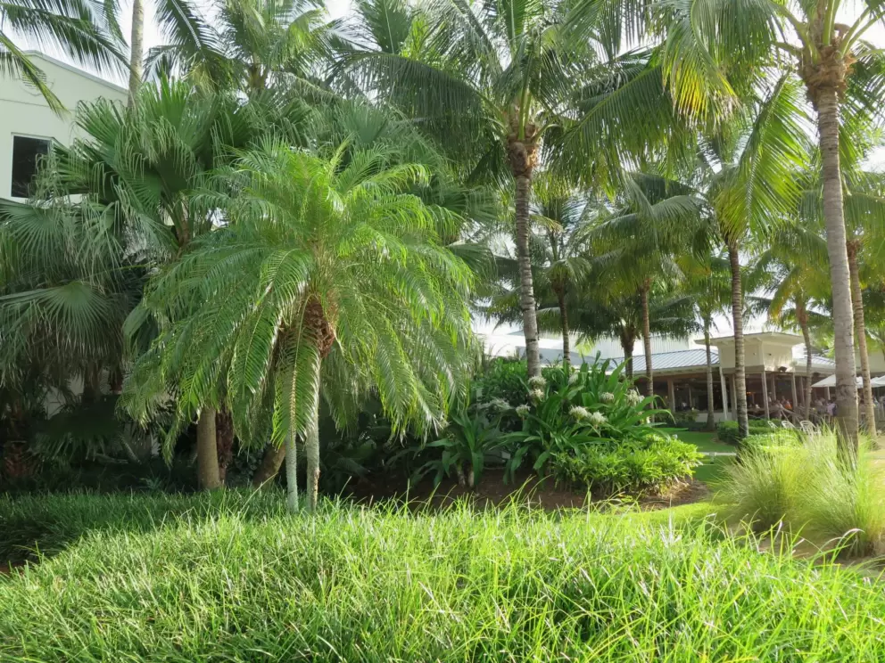 Tropical!