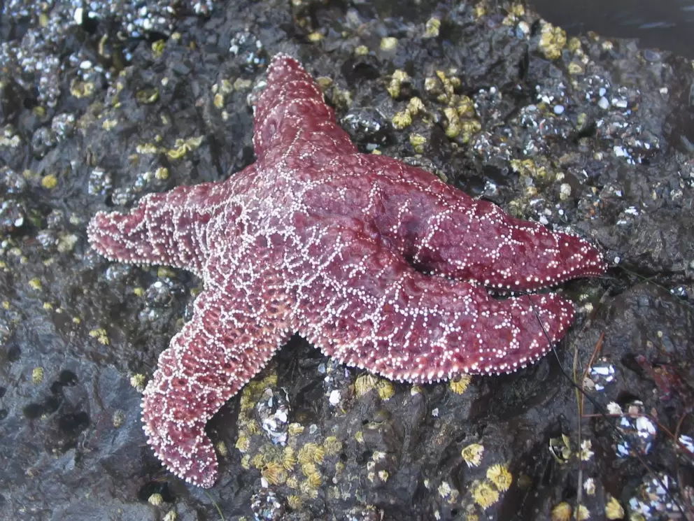 A perfect starfish at Campus Point- don't touch it!