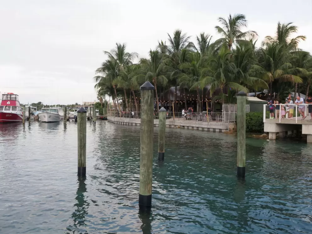 Coconut trees galore at Square Grouper.