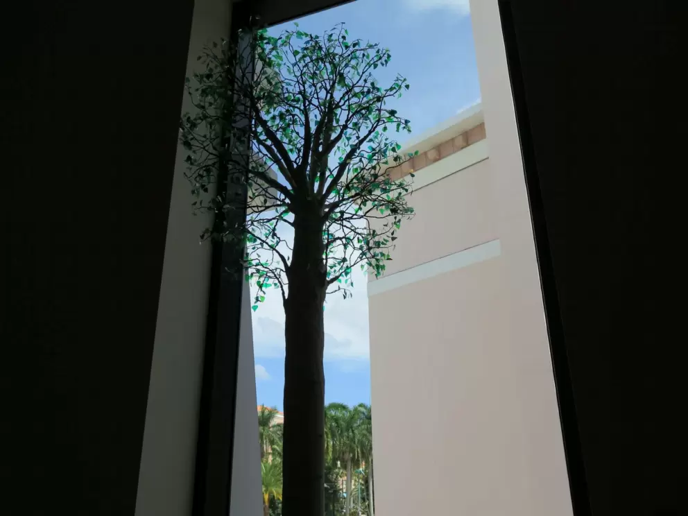 Interesting tree outside the museum window. 