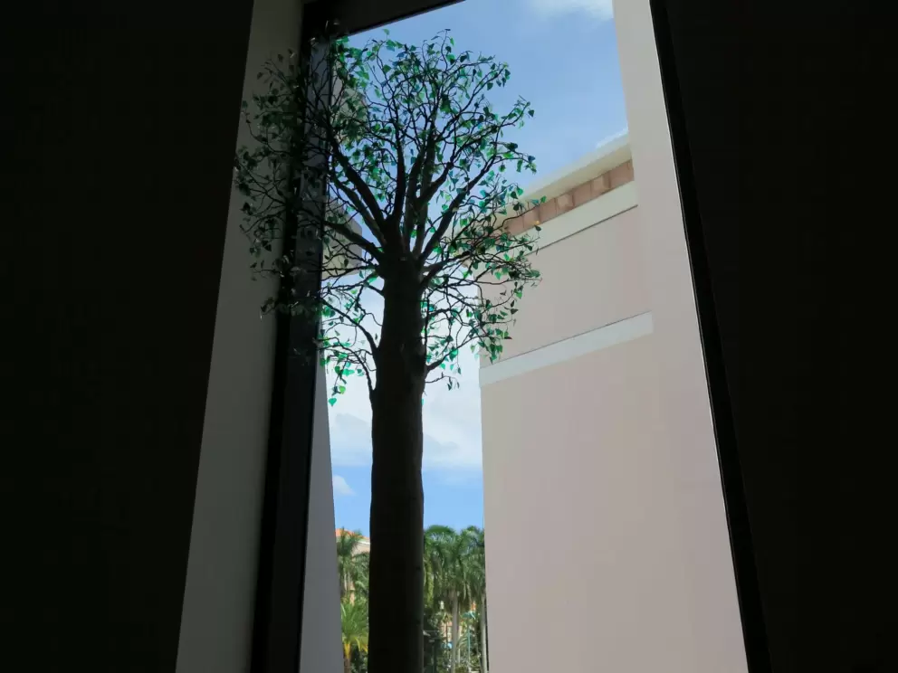 Cool tree, as seen from the huge windows inside Boca Raton Museum of Art. 
