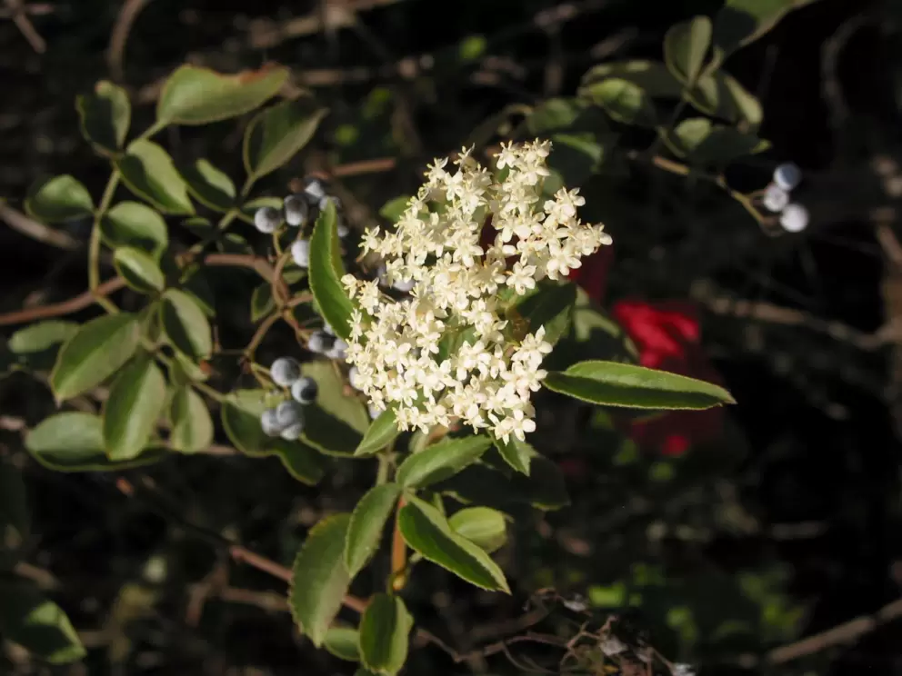 Flowering bushes at Douglas Preserve.