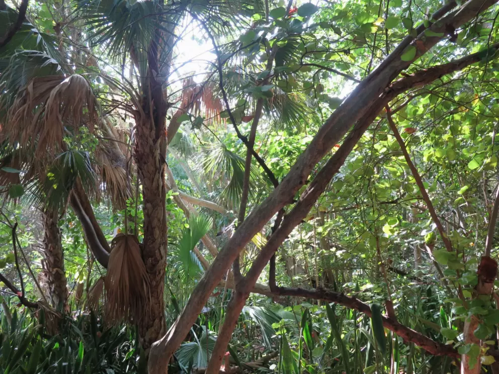 Jungly walk.