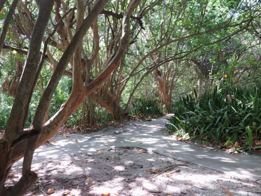The path through shady jungle.