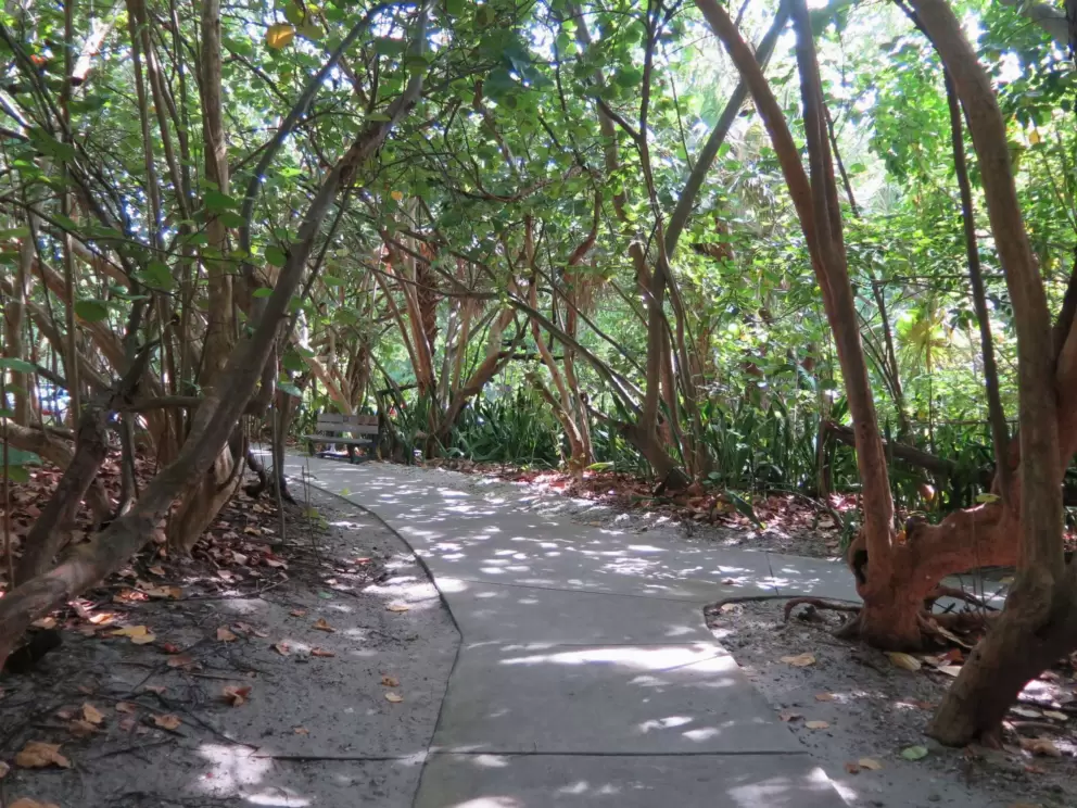 The path is a pleasant walk through shady jungle.