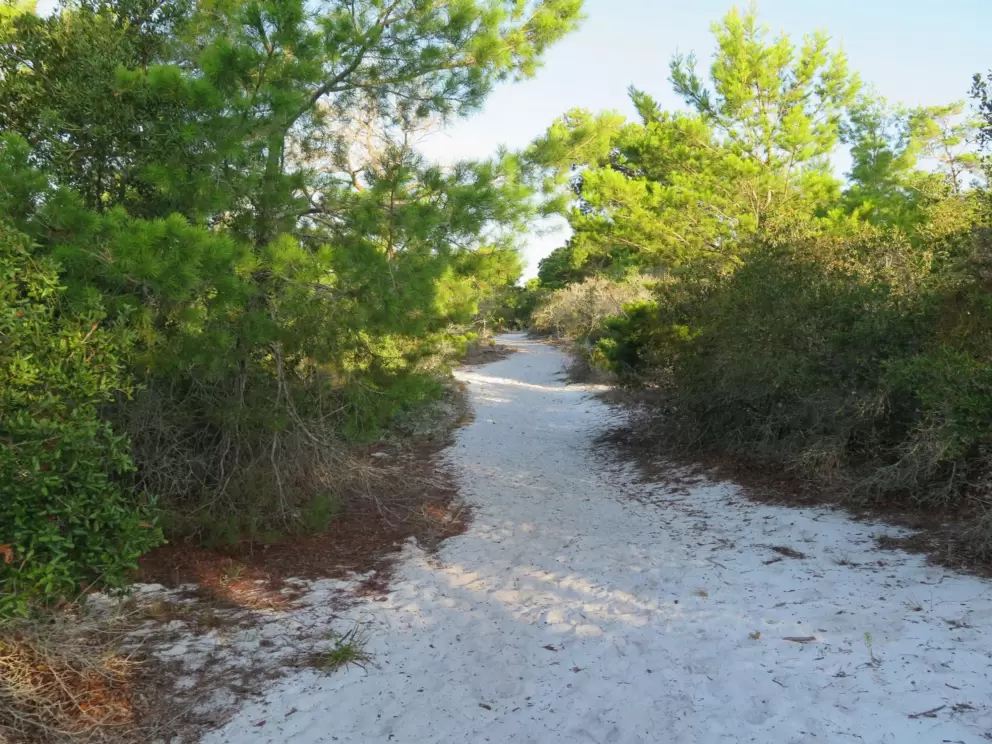 The amazing white sand path!