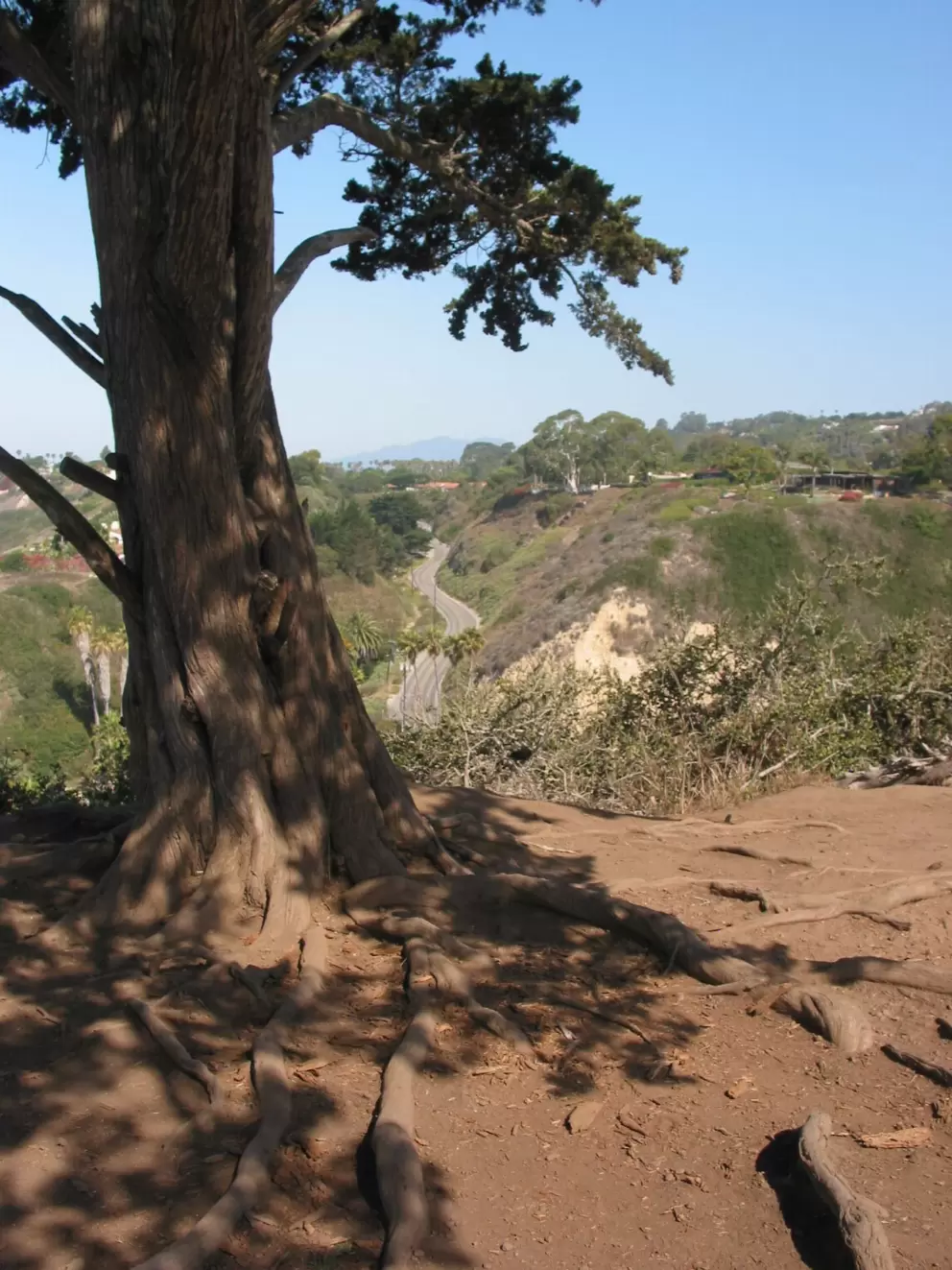 The amazing tree at the end of the walk.