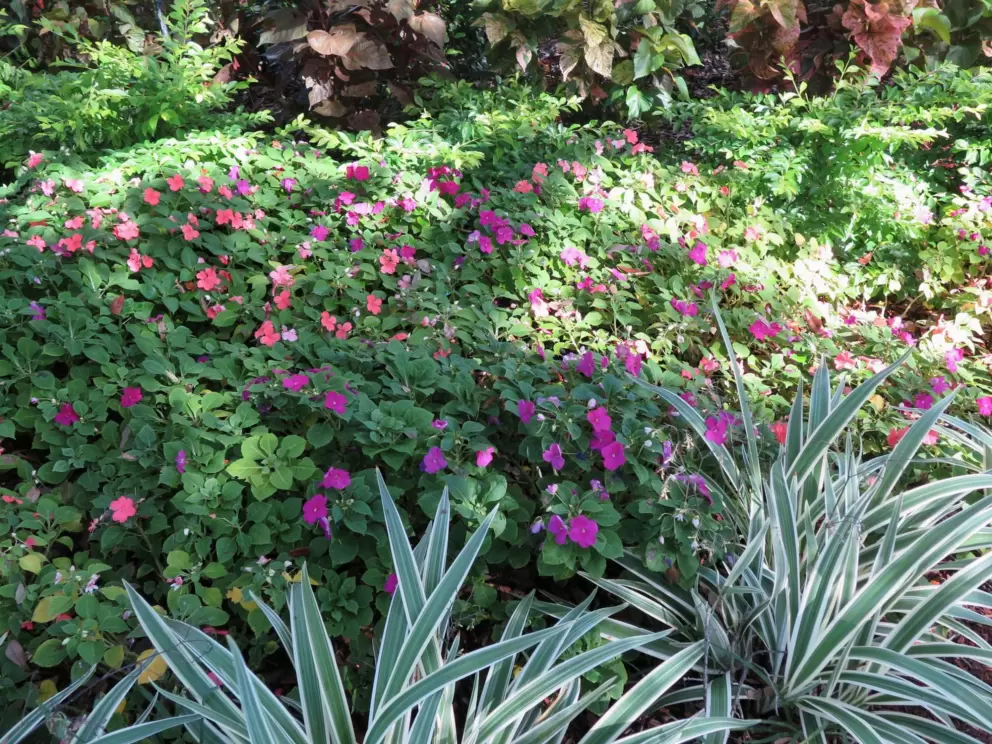 Flowers and stripey plants outside Armory Art Center. 