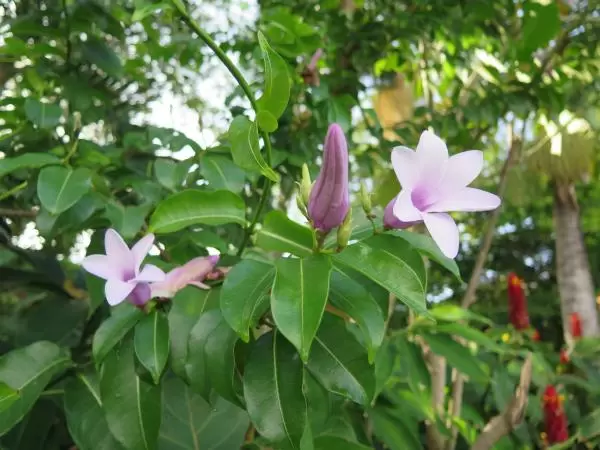 Tropical flower, purple.