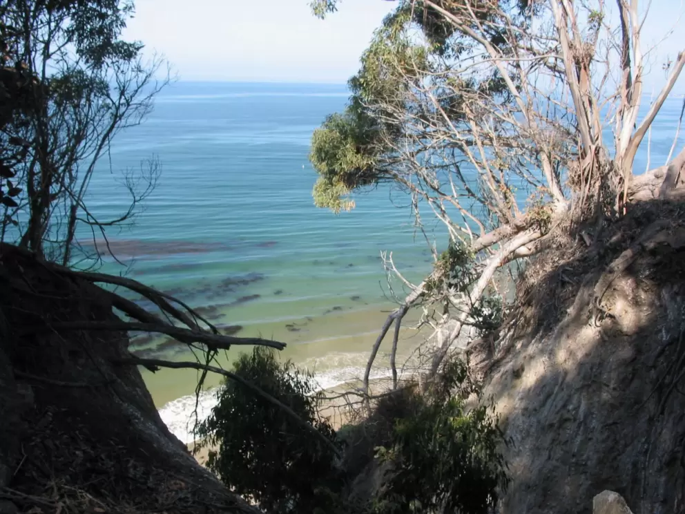 Fallen trees and wonderful shades of green ocean, at Douglas Preserve.