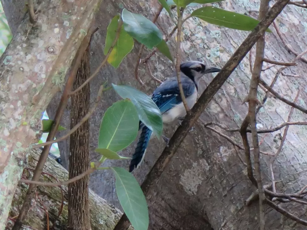 Bluejay in a tree.