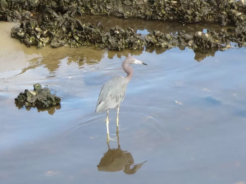 Bird in the oyster beds.