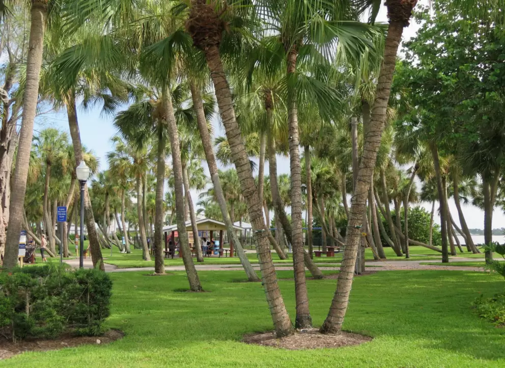 Flagler Park has many palms!!