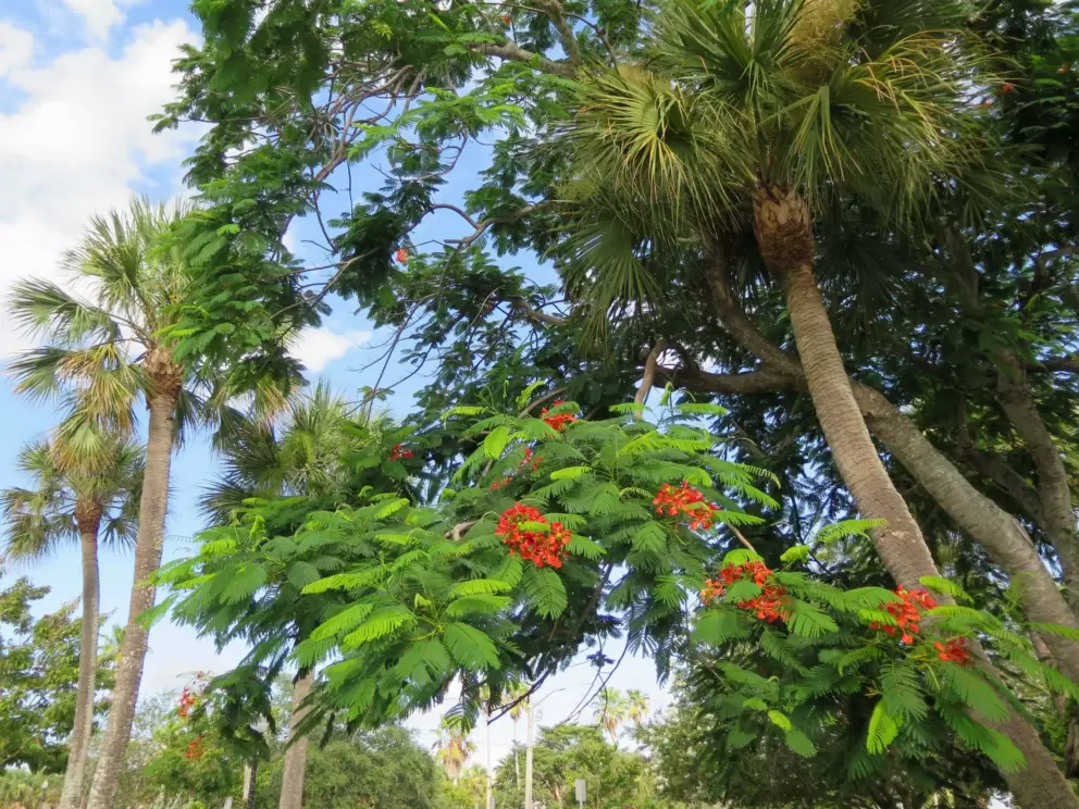Royal poinciana tree with its red flowers.