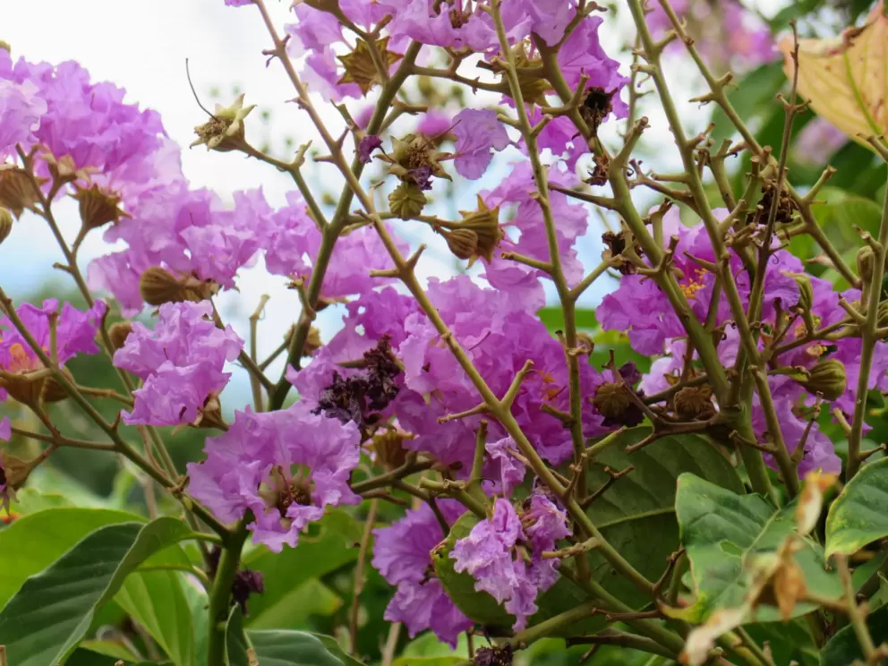 Purple flowers.