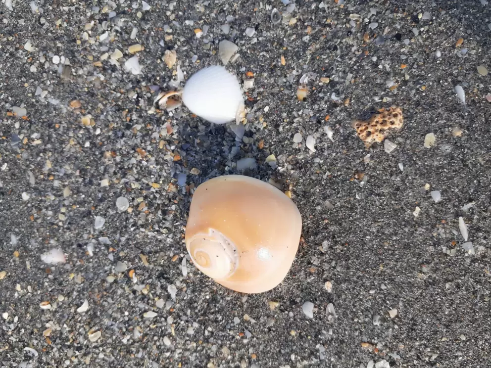 Lovely swirly shell.