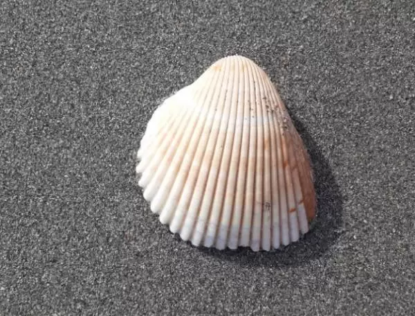 Huge intact shell!