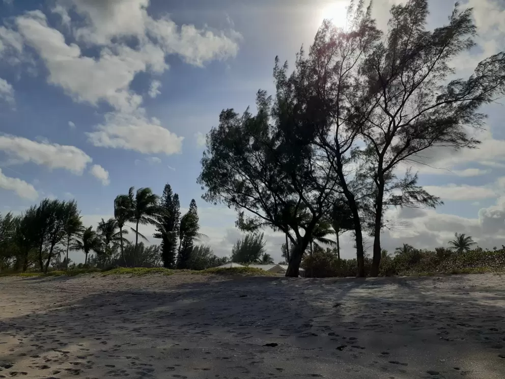 Ironwood trees making shade on the beach.