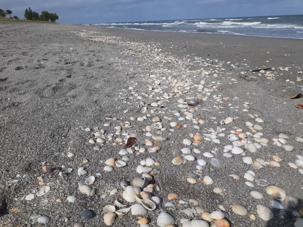 Shells back from the waterline.