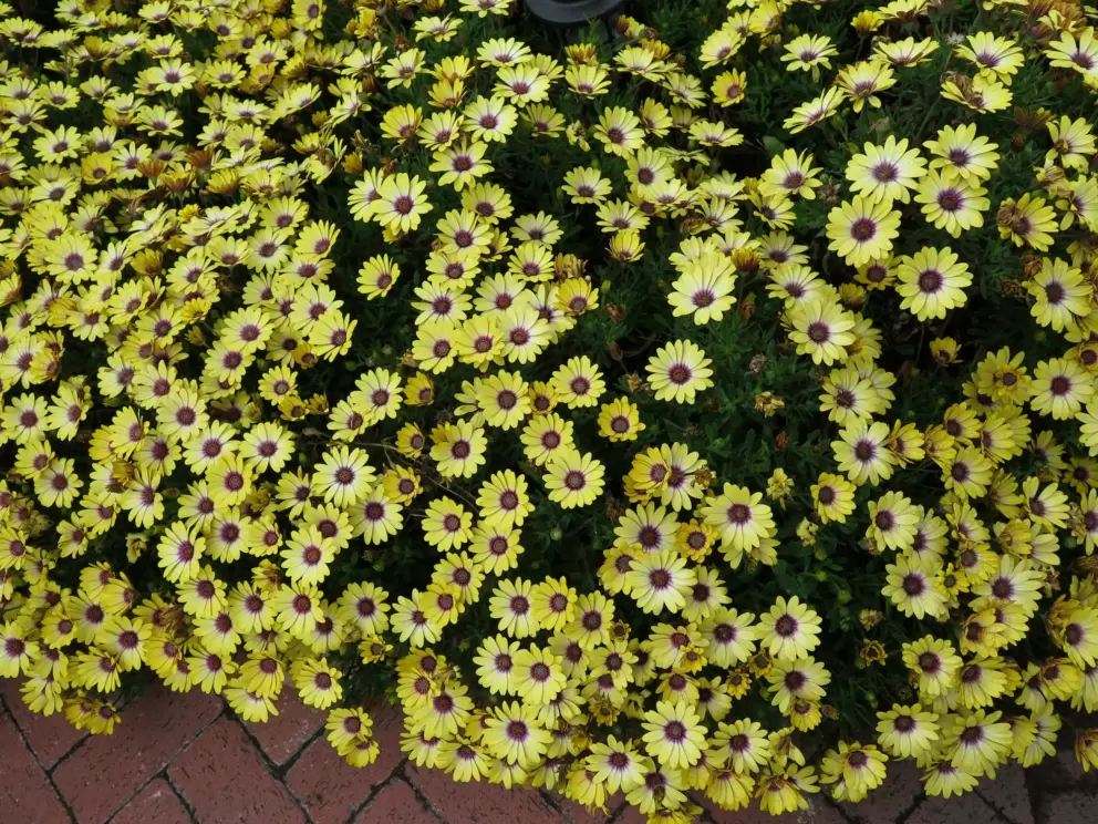 Yellow daisies in abundance on Orange Ave. 