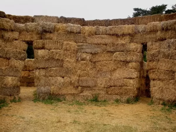 The 7 ft high walls of the maze. 