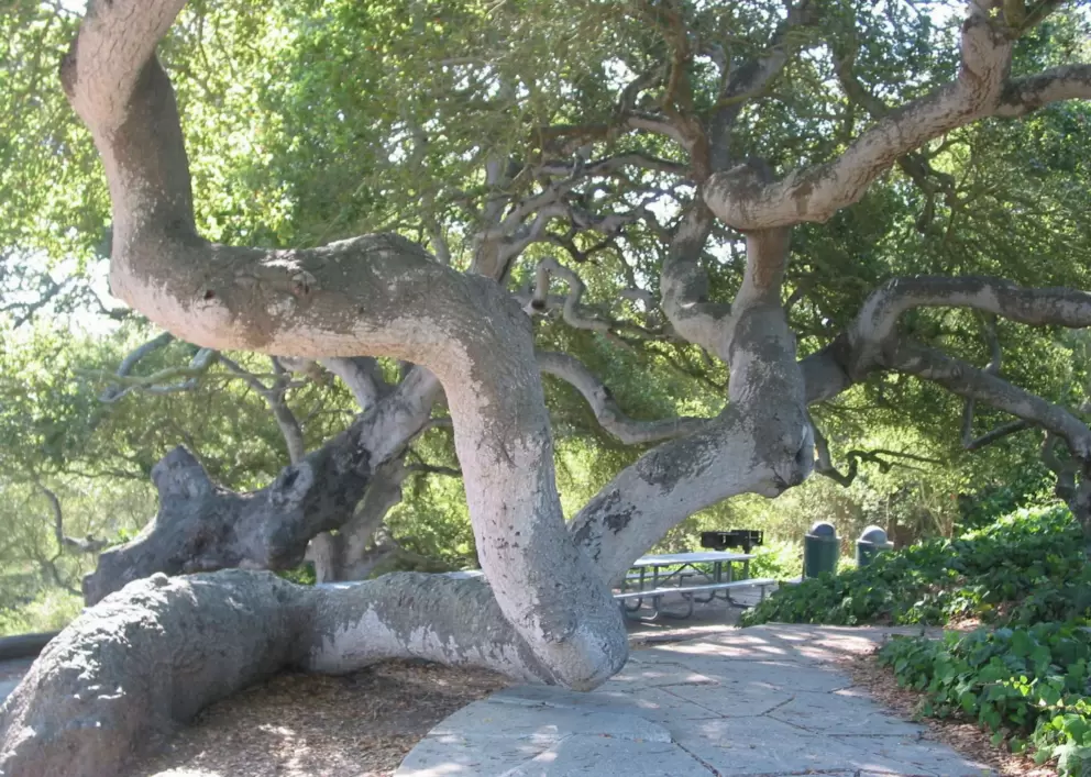 Picnic table under amazing gnarled tree- great shady place for a meal!