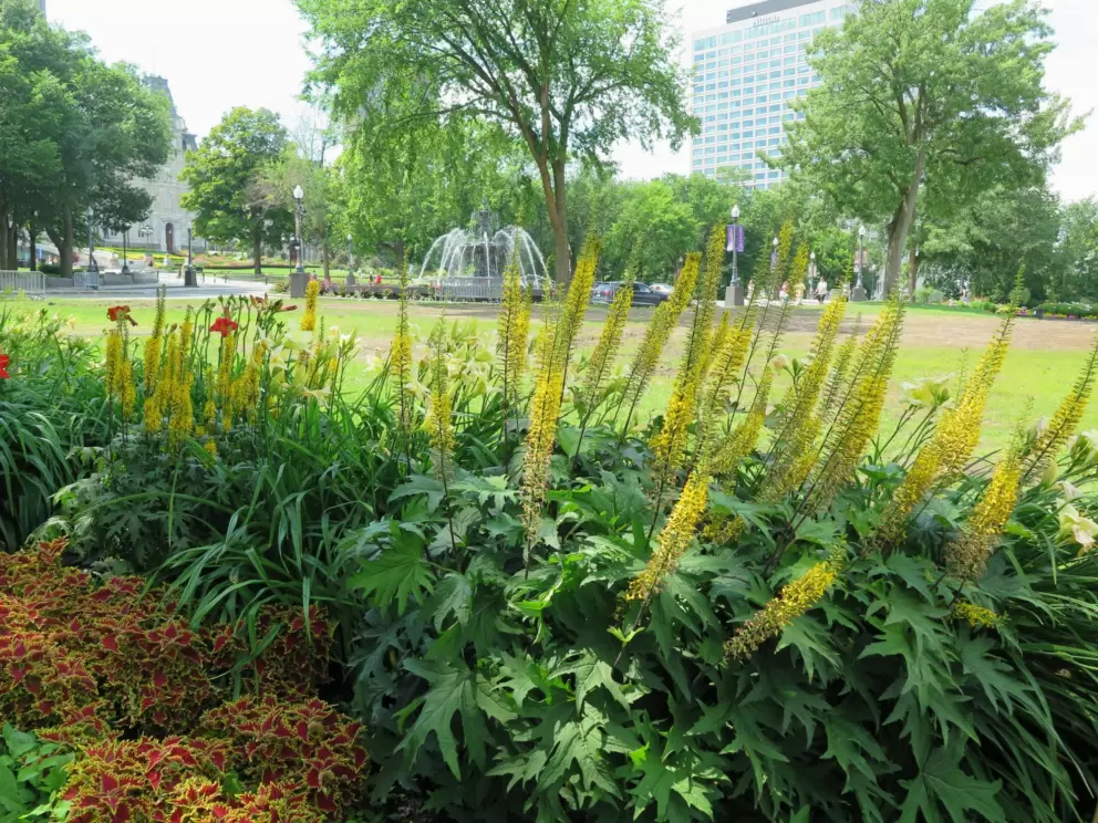 Flower beds and fountain, across the street at Esplanade Park. 