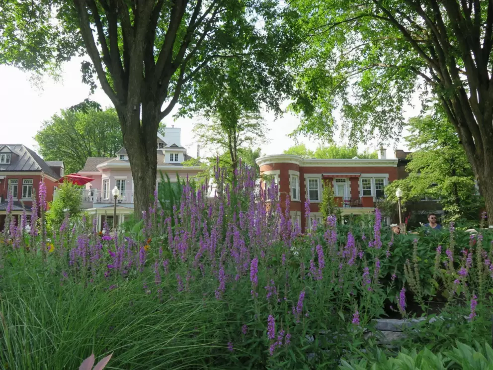 Flowers and mansions along Wilfrid-Laurier Ave, as seen from Joan of Arc Garden.