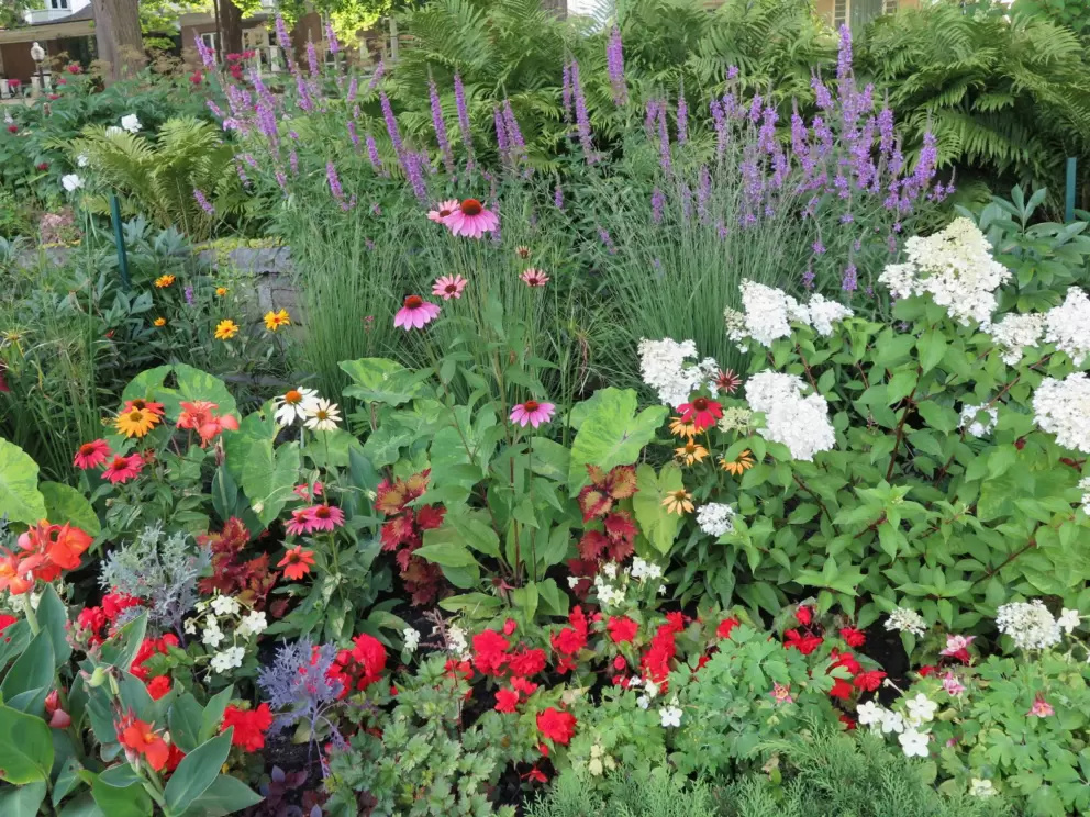 Flowers in the garden.