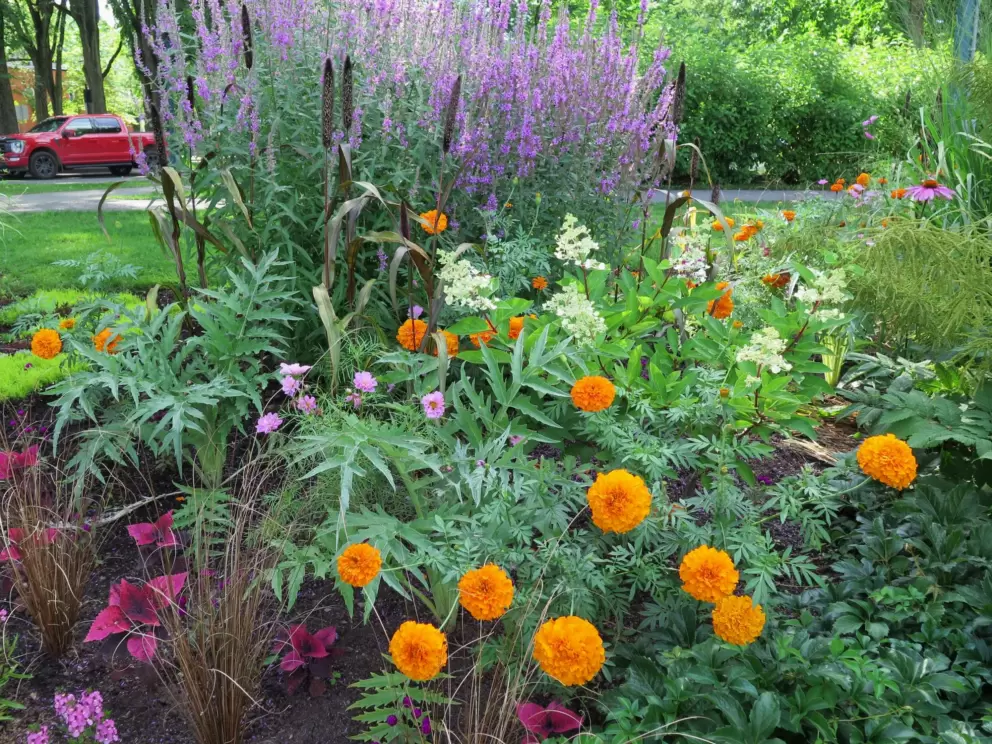 Orange marigolds in Joan of Arc Garden.