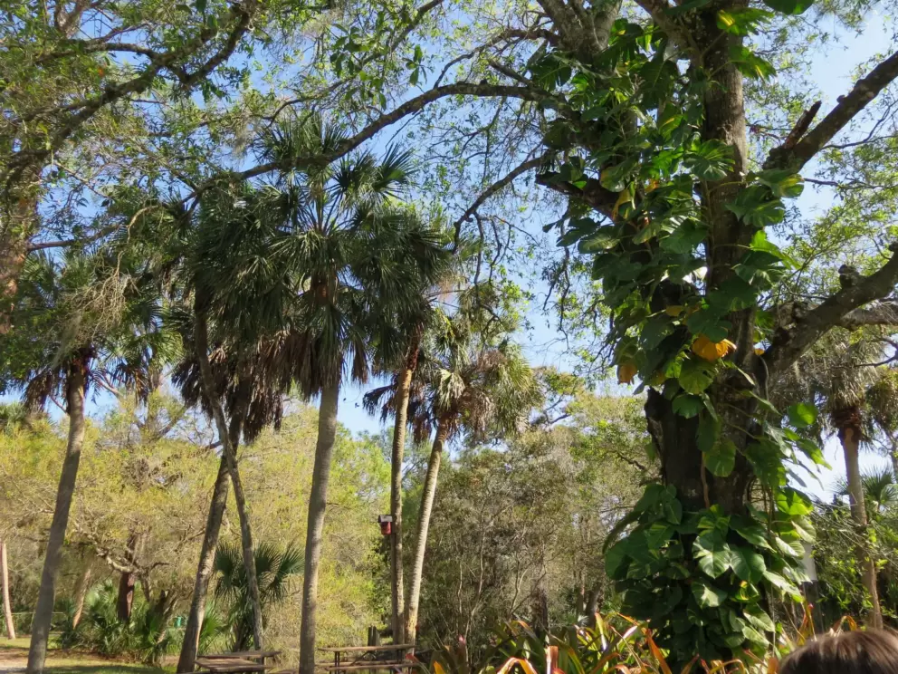 Huge tree with vine on its trunk, and pretty vegetation behind.